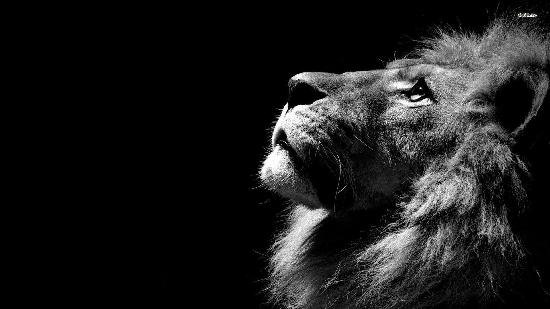 Detail Wallpaper Hd Lion Nomer 20