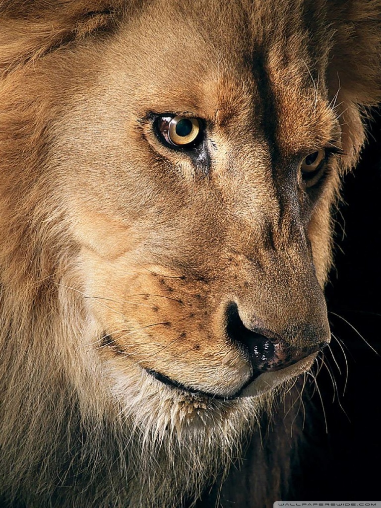 Detail Wallpaper Hd Lion Nomer 40