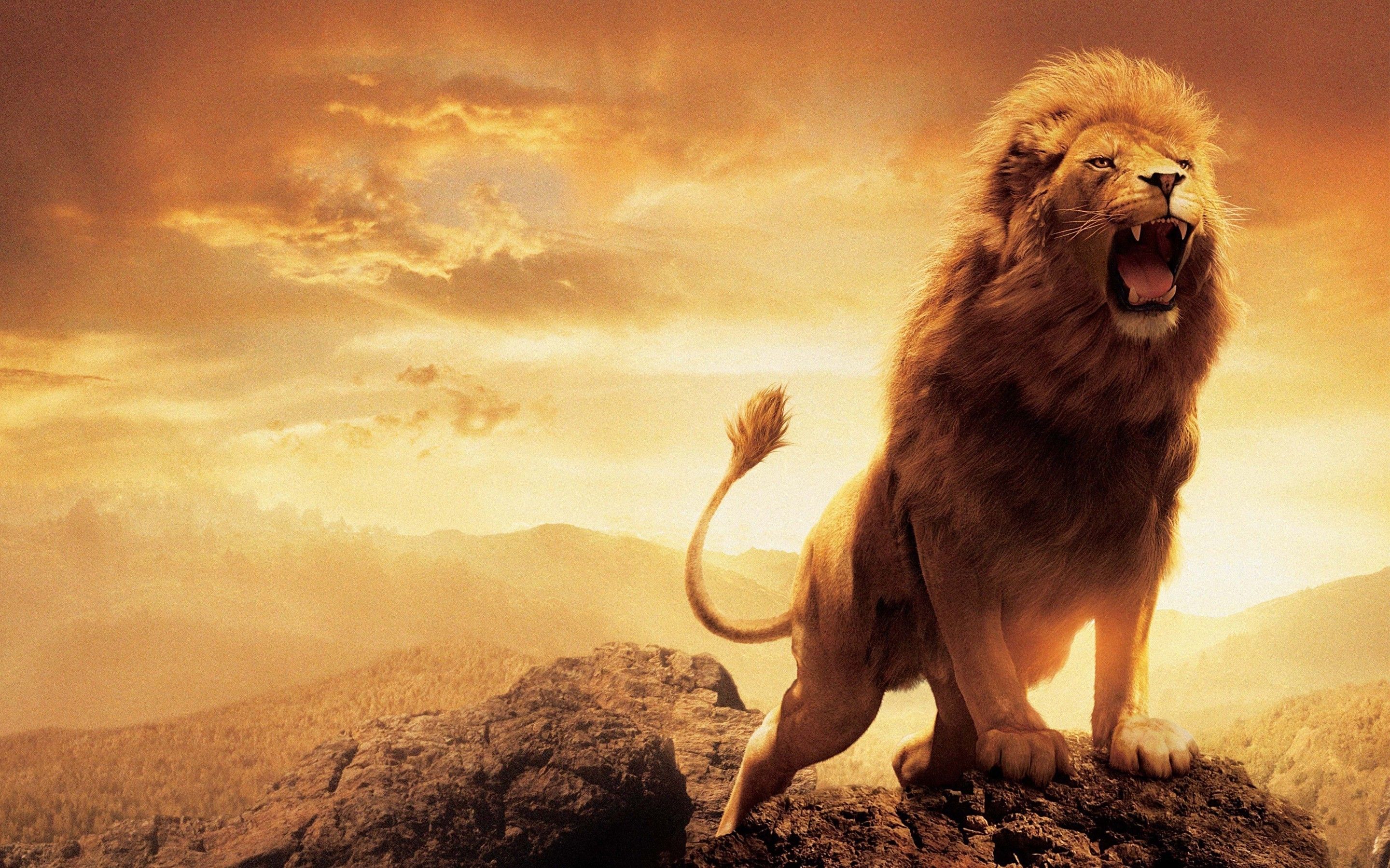 Detail Wallpaper Hd Lion Nomer 6