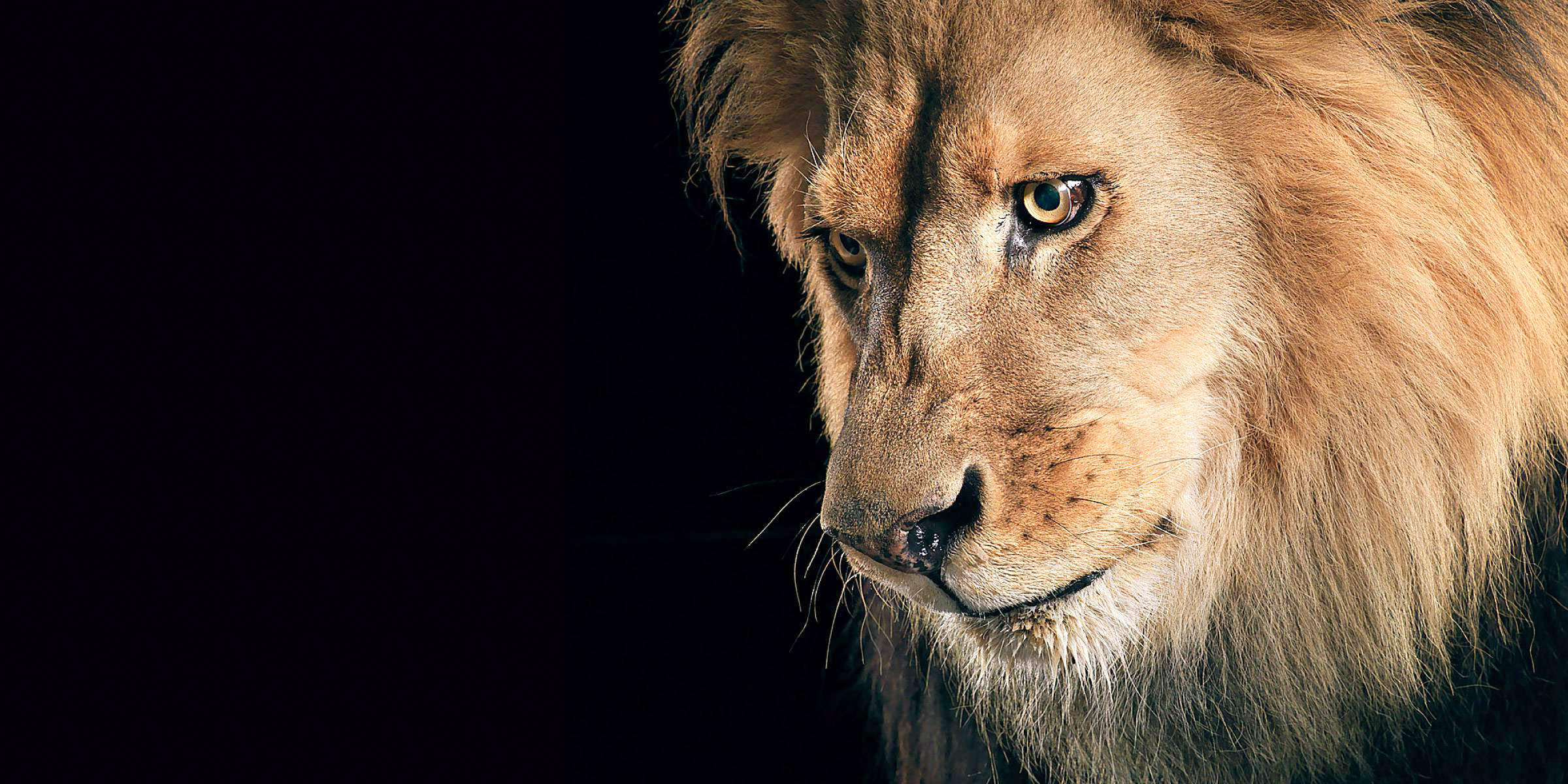 Detail Wallpaper Hd Lion Nomer 52