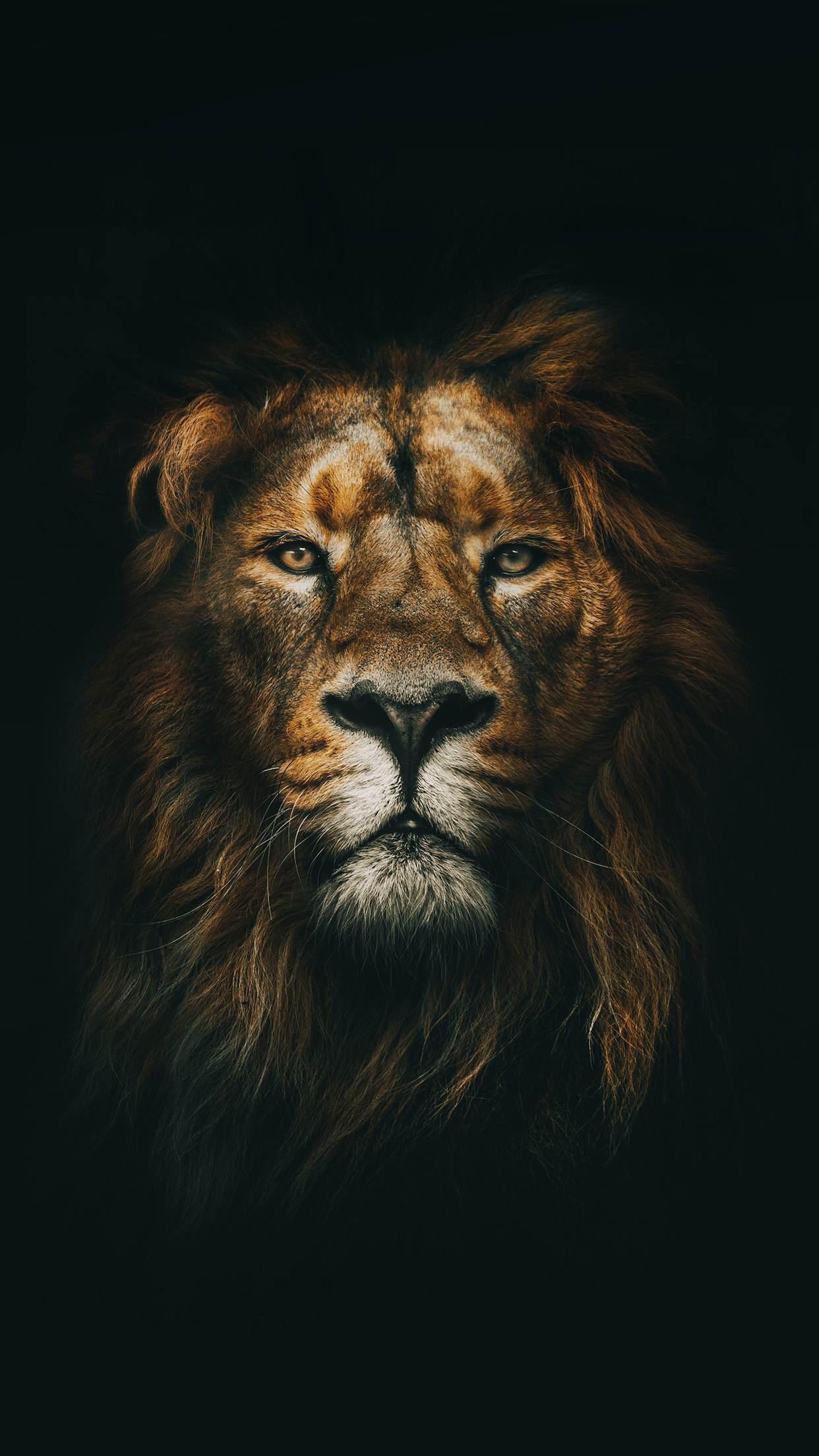 Detail Wallpaper Hd Lion Nomer 56