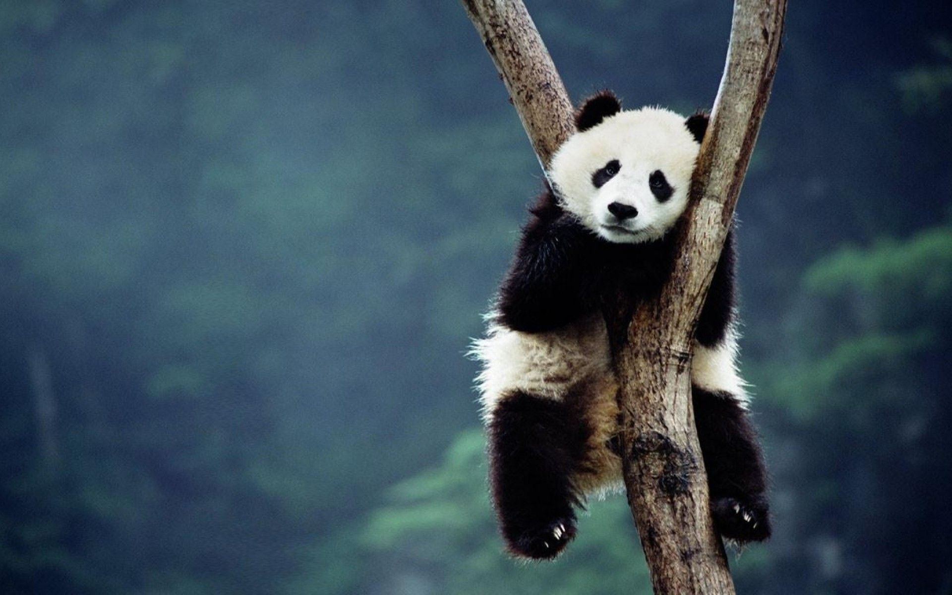 Detail Wallpaper Hd Panda Nomer 11