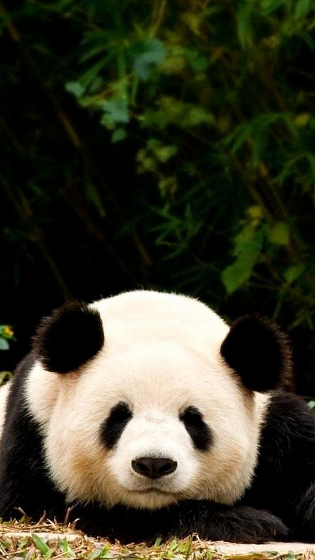 Detail Wallpaper Hd Panda Nomer 13