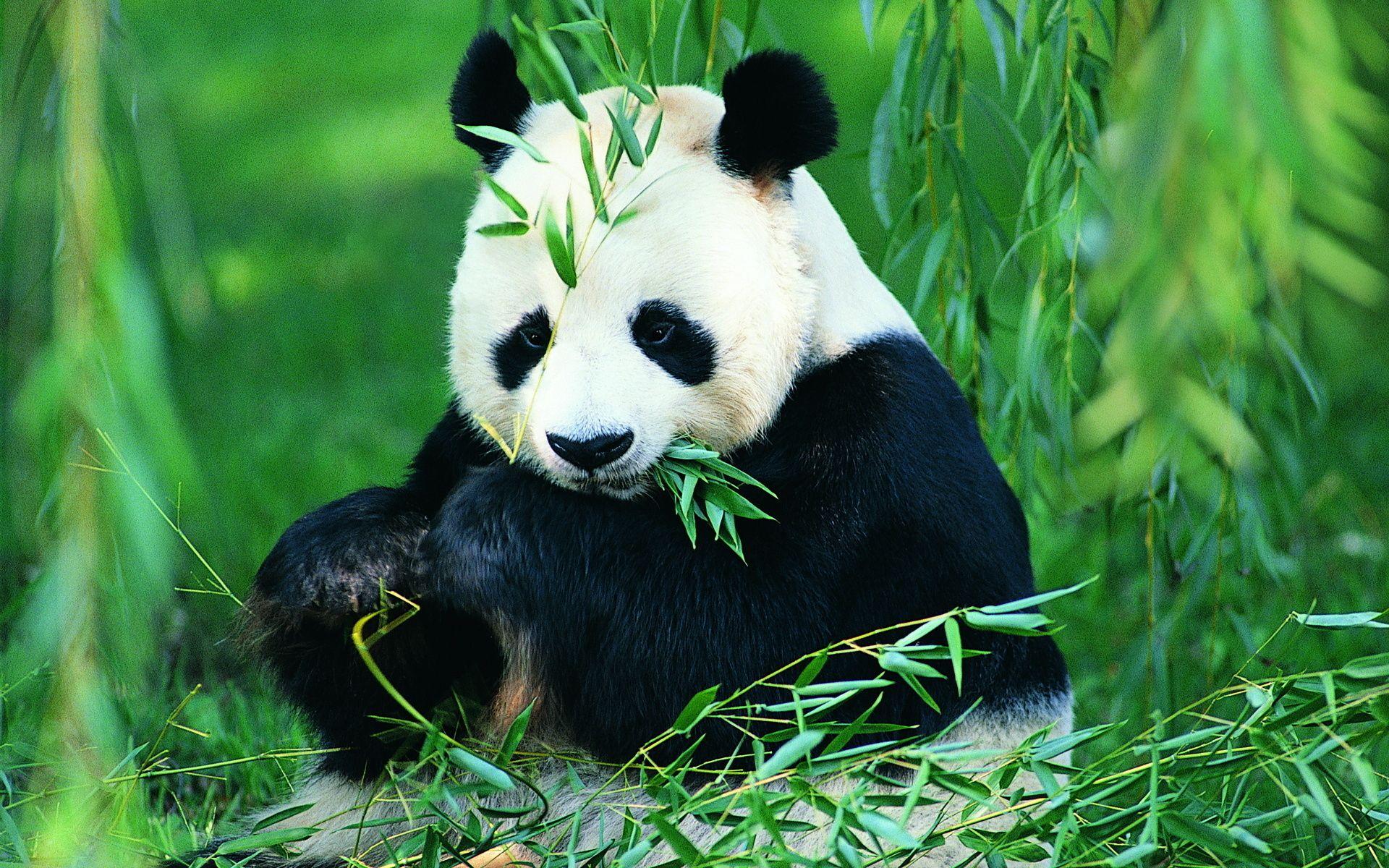 Detail Wallpaper Hd Panda Nomer 18