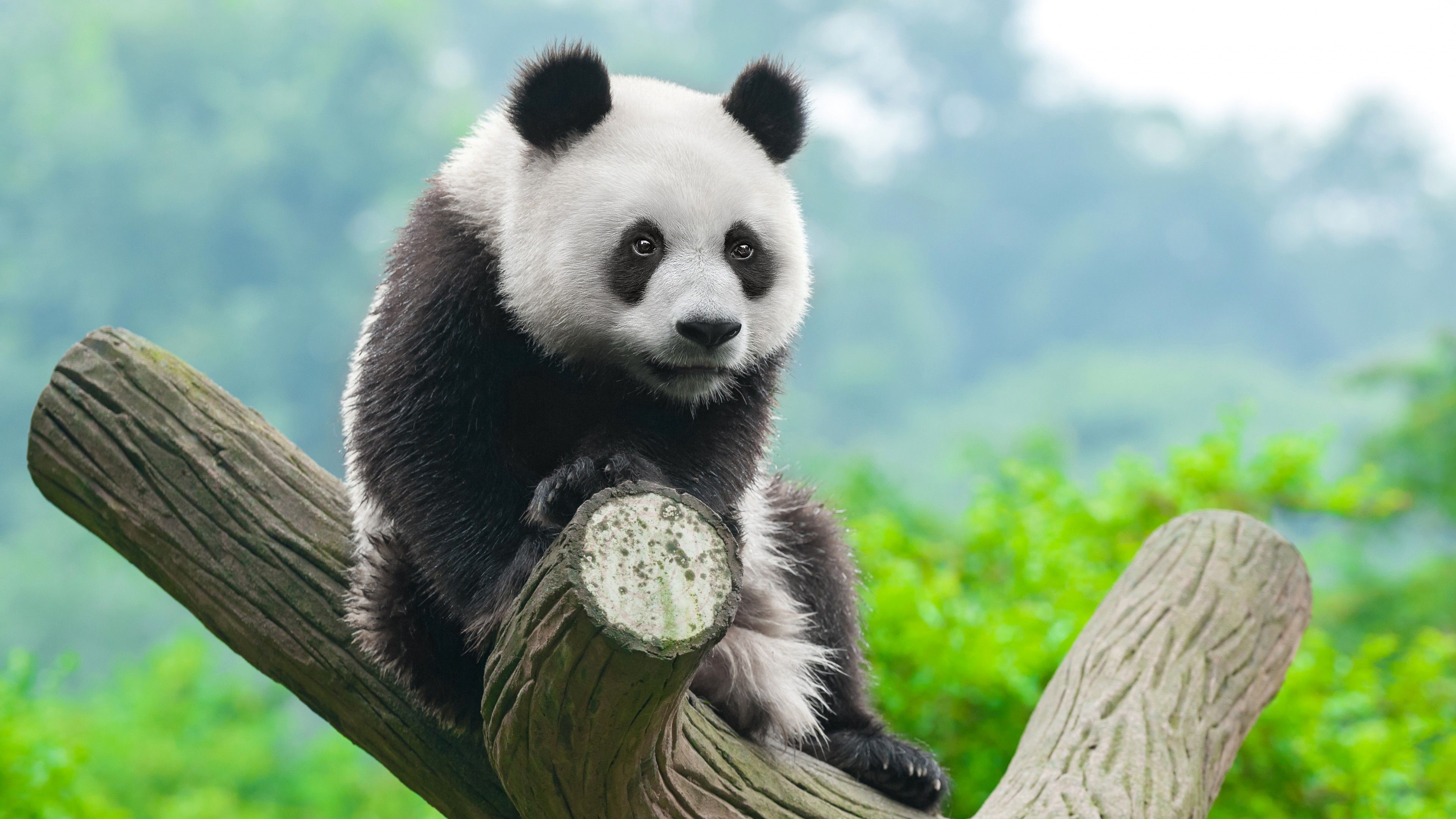 Detail Wallpaper Hd Panda Nomer 19