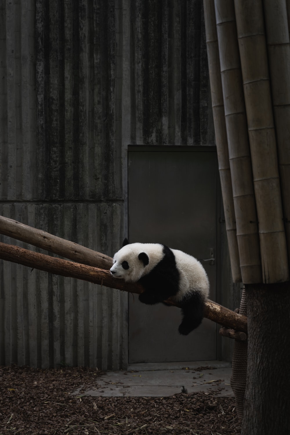 Detail Wallpaper Hd Panda Nomer 4