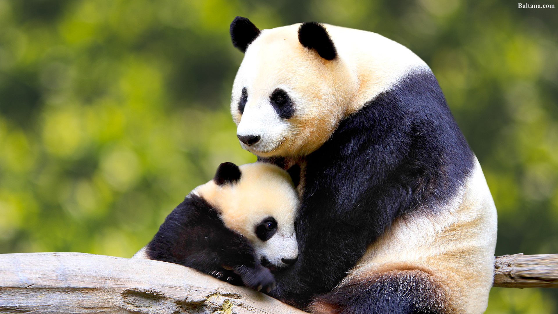 Detail Wallpaper Hd Panda Nomer 30