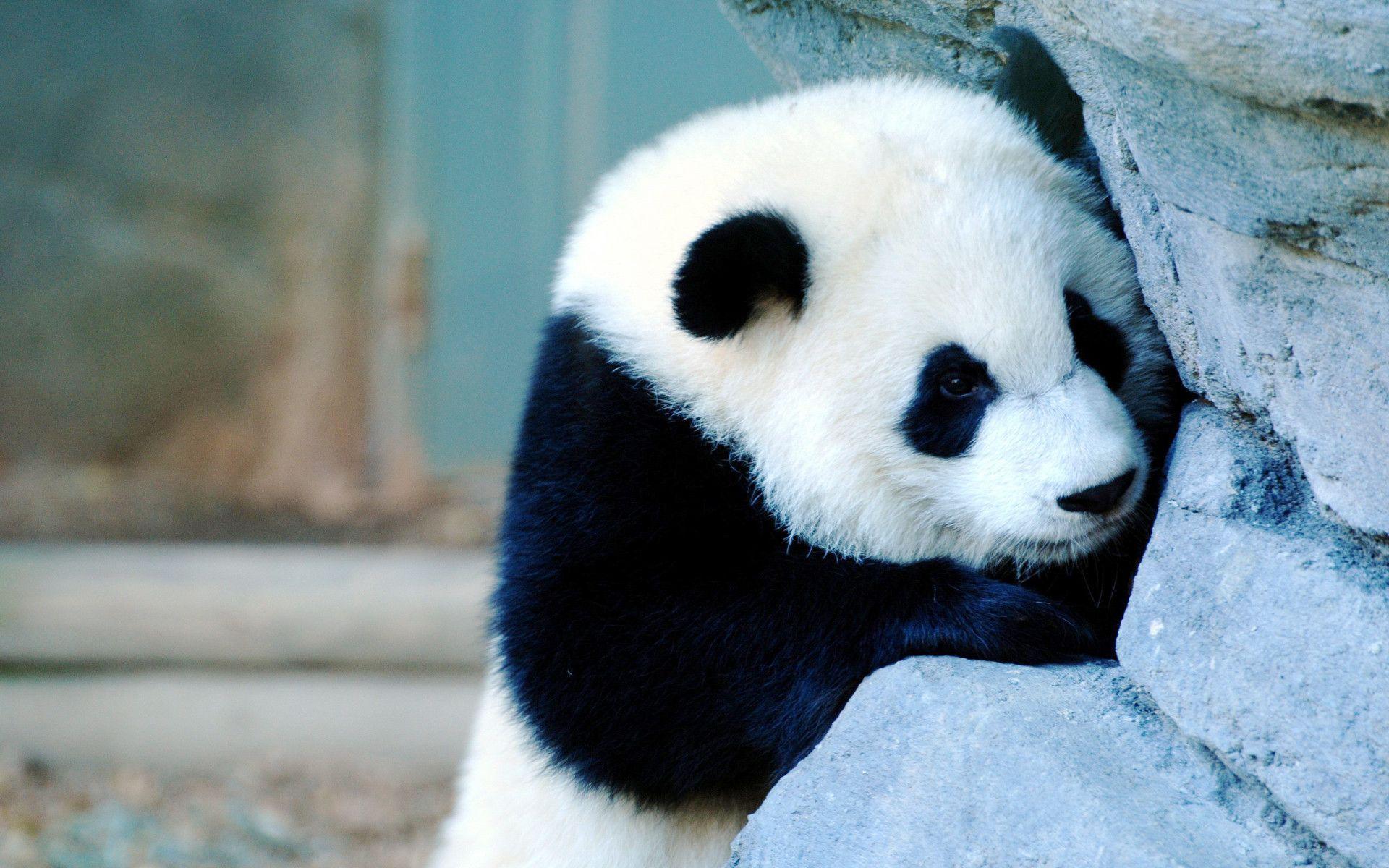 Detail Wallpaper Hd Panda Nomer 32