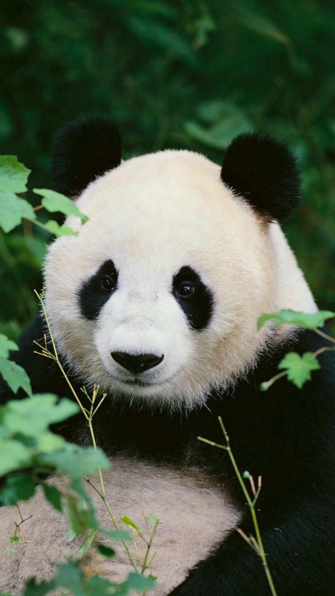 Detail Wallpaper Hd Panda Nomer 49