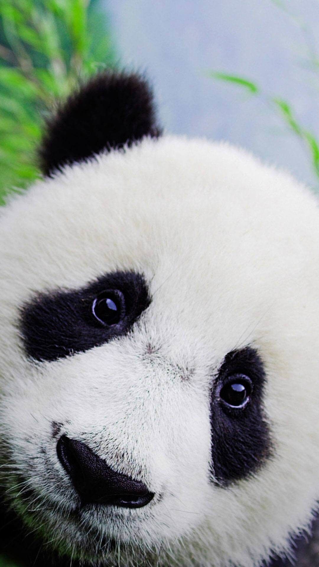 Detail Wallpaper Hd Panda Nomer 54