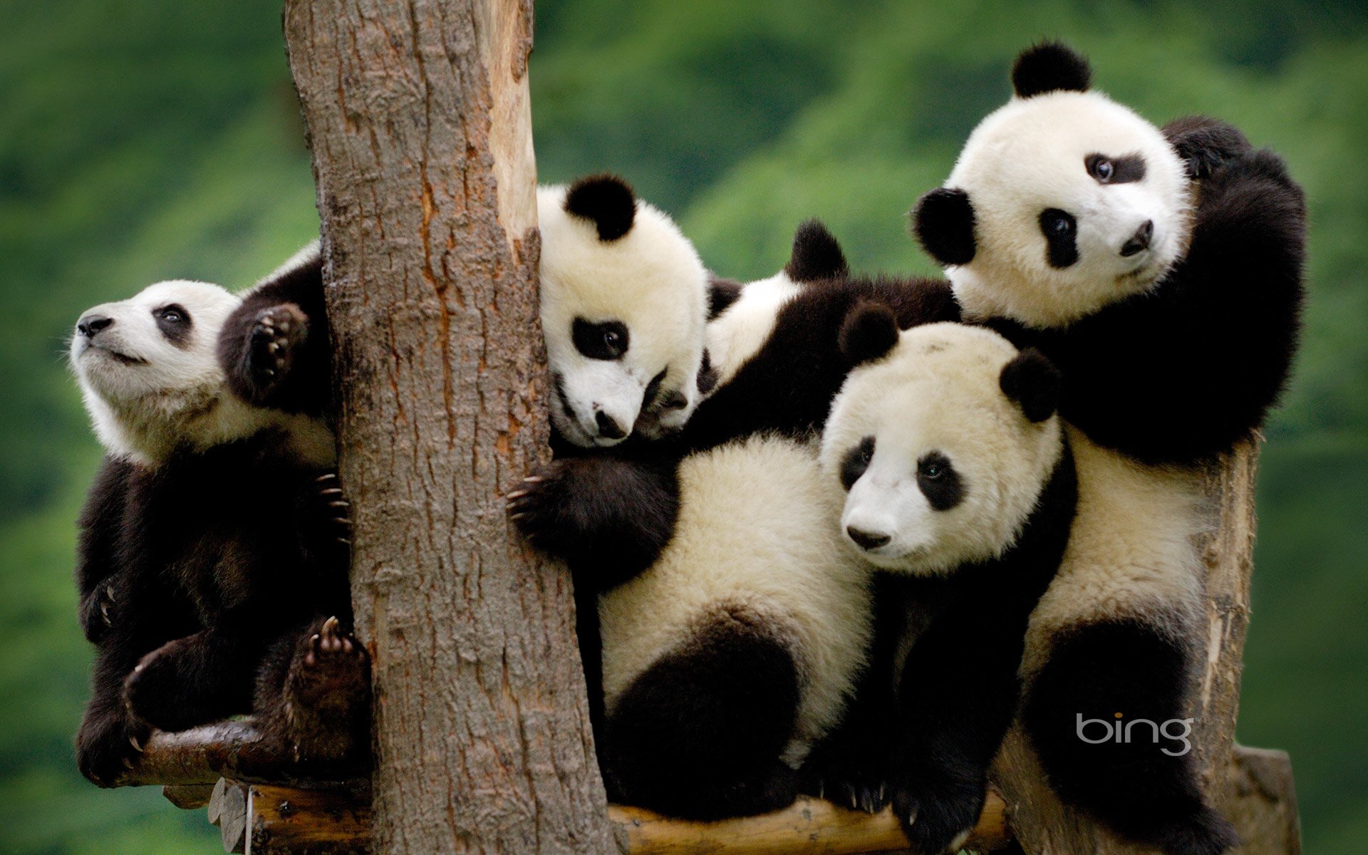 Detail Wallpaper Hd Panda Nomer 8