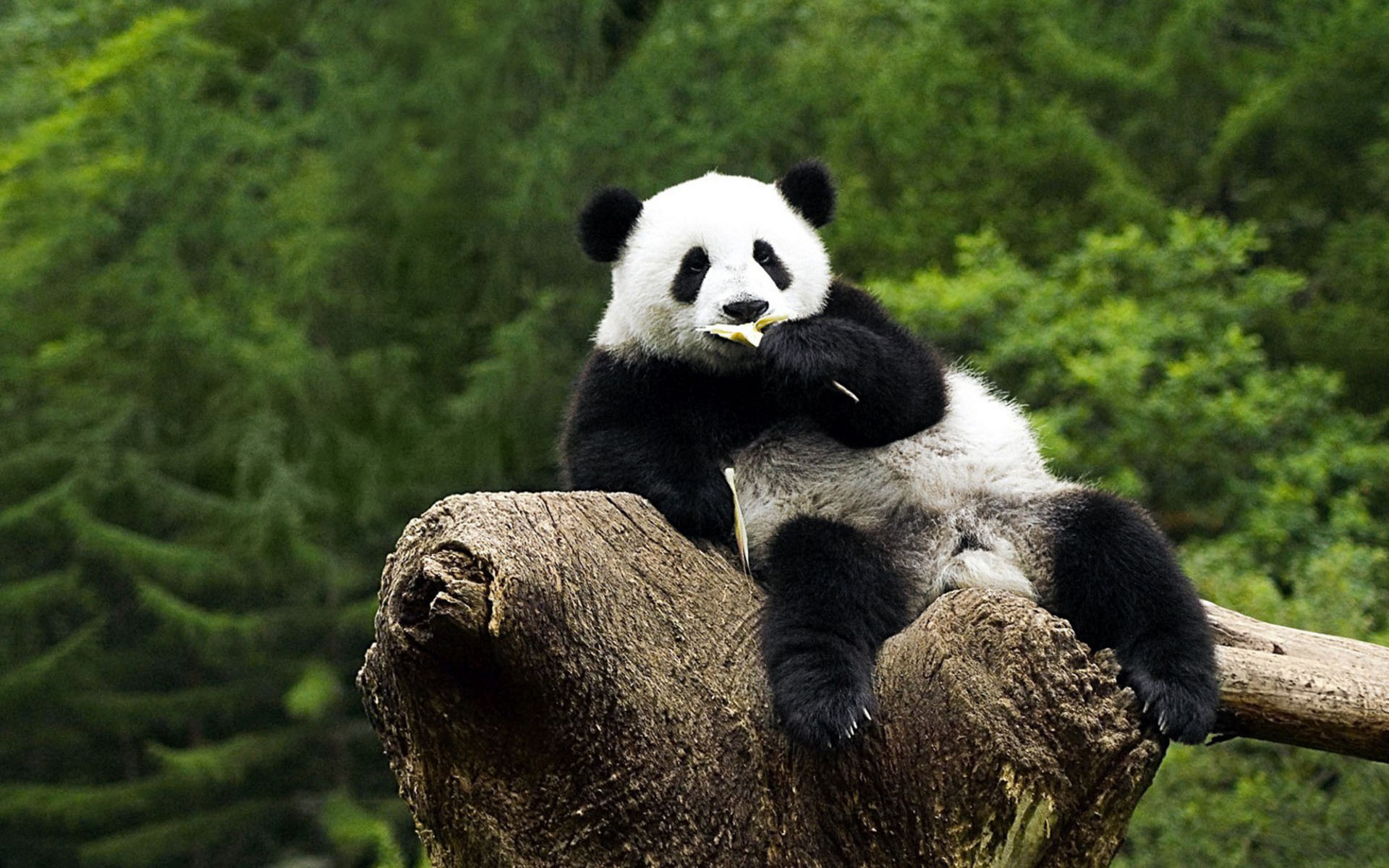 Detail Wallpaper Hd Panda Nomer 9