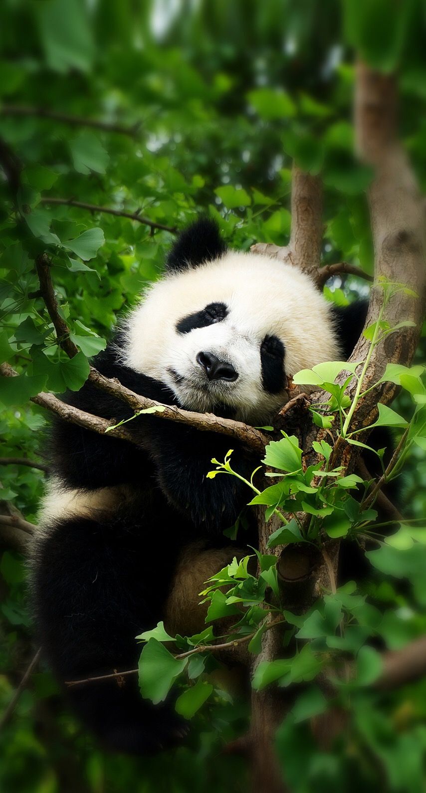 Detail Wallpaper Hd Panda Nomer 10