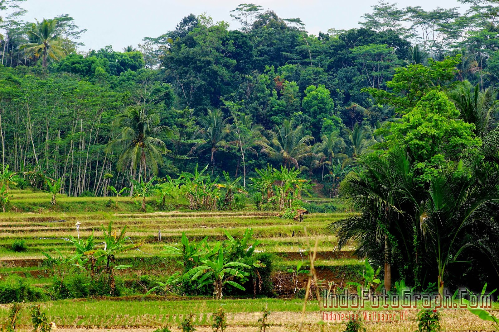 Detail Wallpaper Hd Pemandangan Alam Indonesia Nomer 54