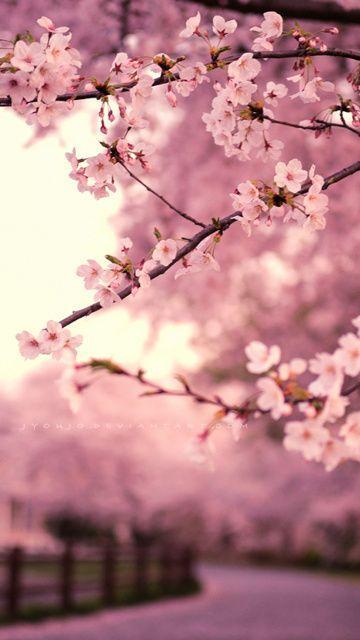 Detail Wallpaper Hd Sakura Nomer 23