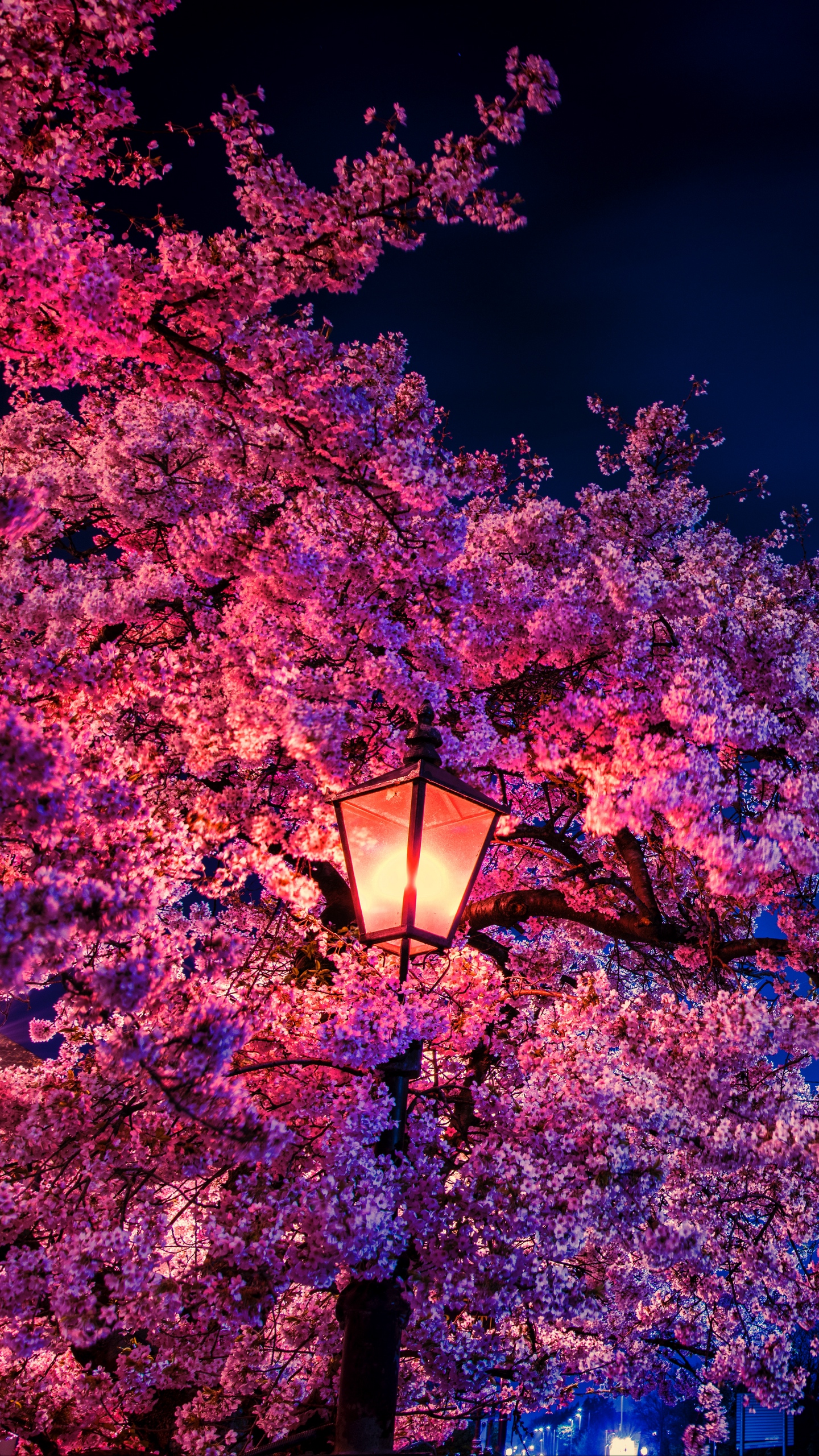 Detail Wallpaper Hd Sakura Nomer 57