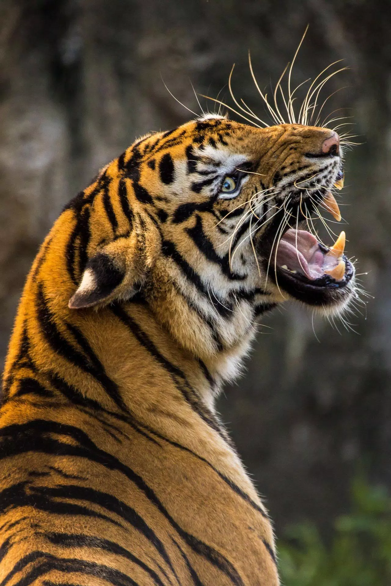 Detail Wallpaper Hd Tiger Nomer 38