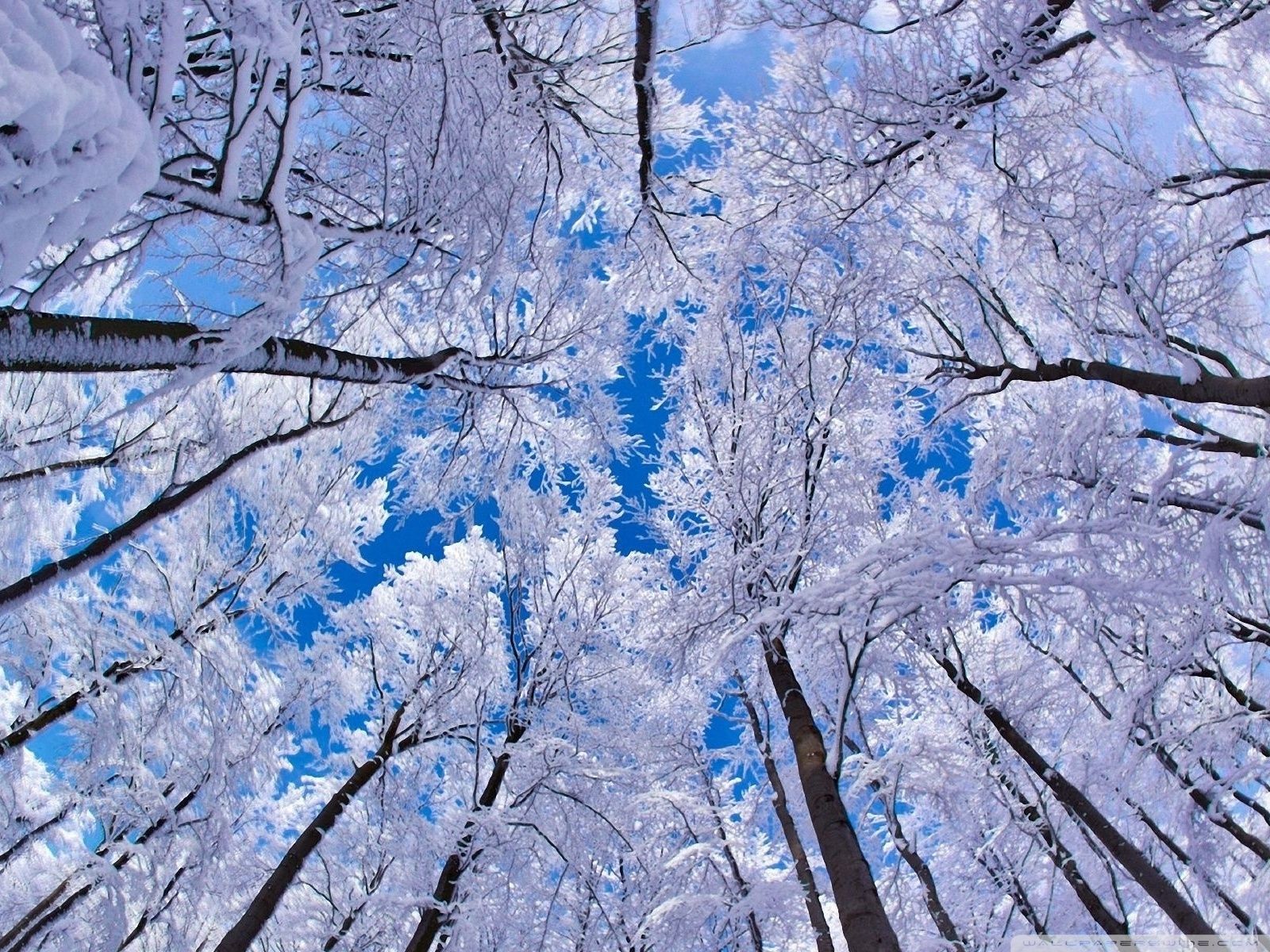 Detail Wallpaper Hd Winter Nomer 48