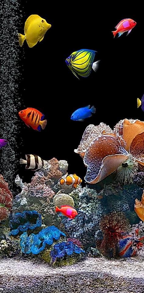 Detail Wallpaper Hidup Aquarium Nomer 10