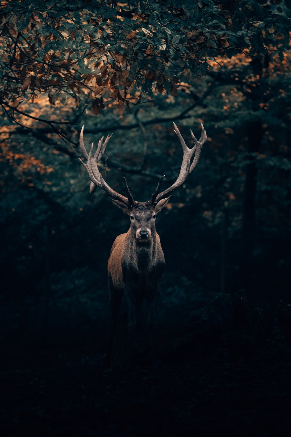Detail Wallpaper High Resolution Nomer 35