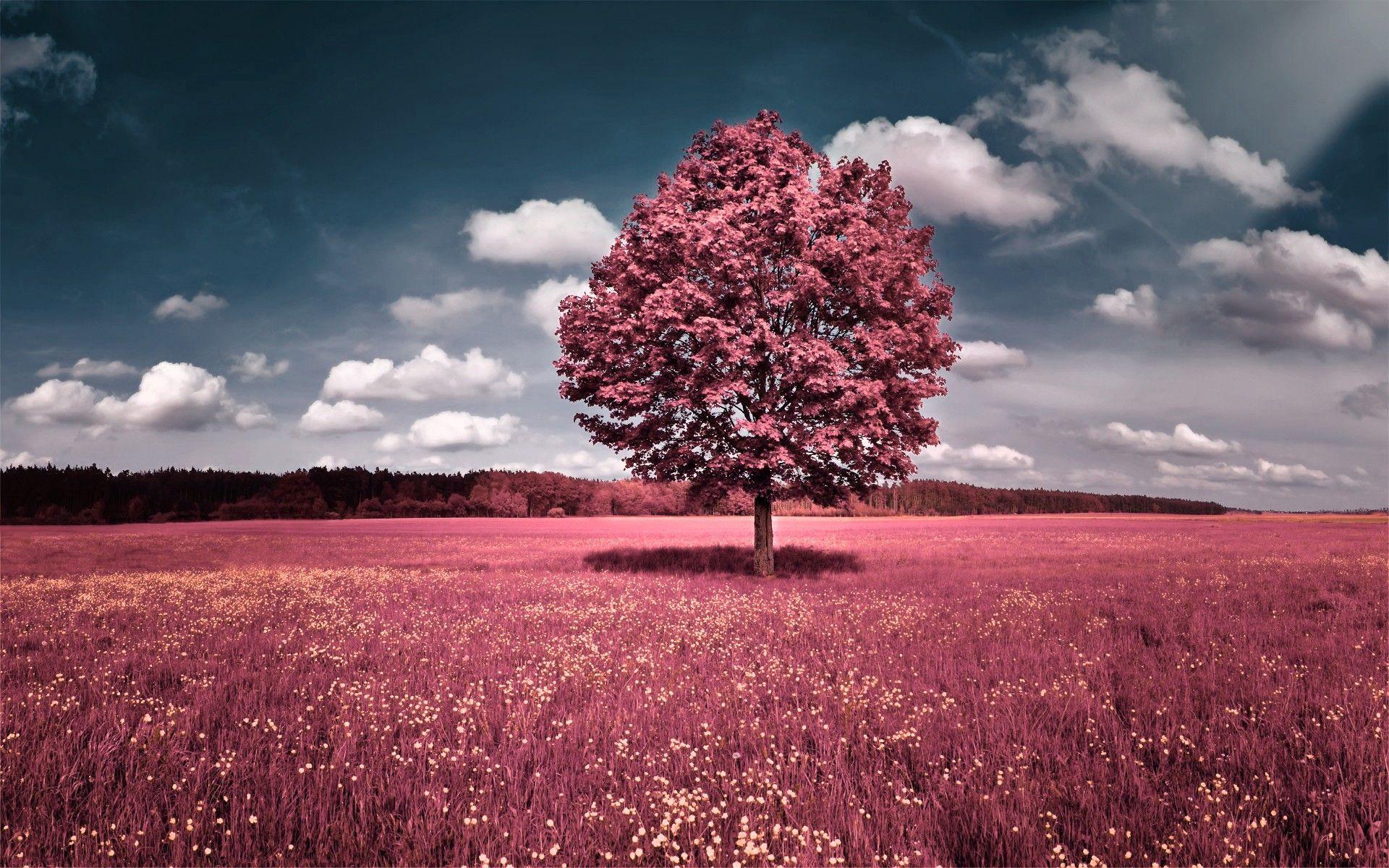 Detail Wallpaper High Resolution Nomer 38