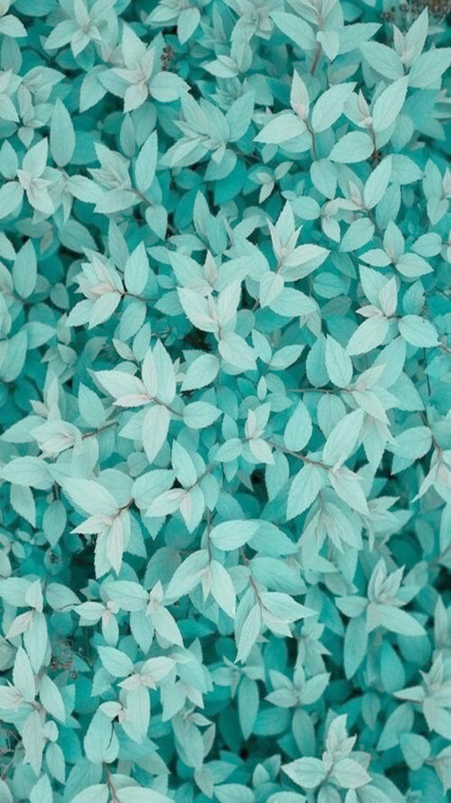 Detail Wallpaper Hijau Tosca Tumblr Nomer 56