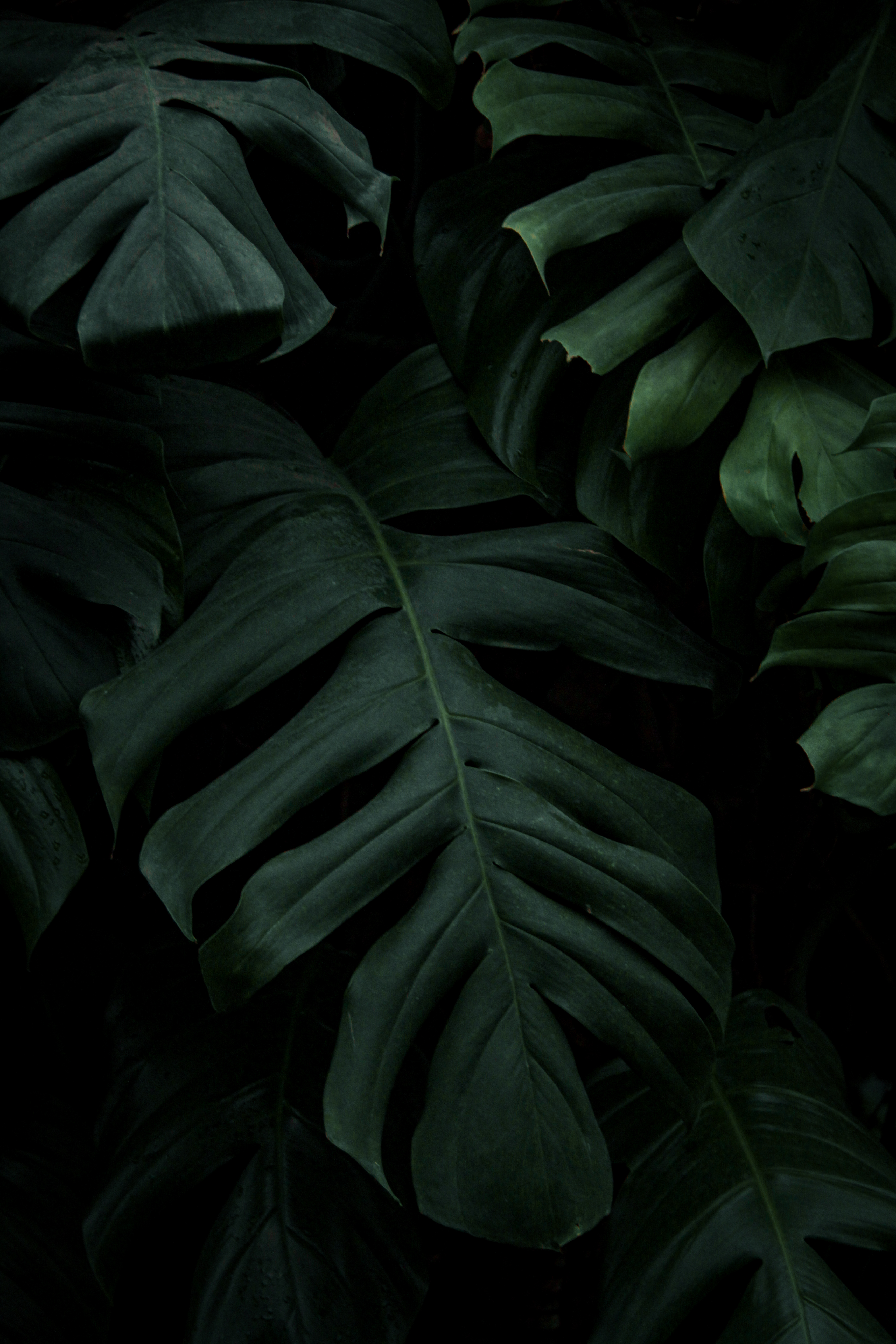 Detail Wallpaper Hp Daun Monstera Nomer 16