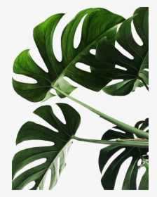 Detail Wallpaper Hp Daun Monstera Nomer 40