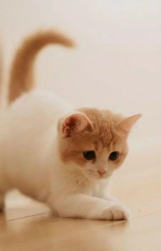 Detail Wallpaper Hp Kucing Nomer 7