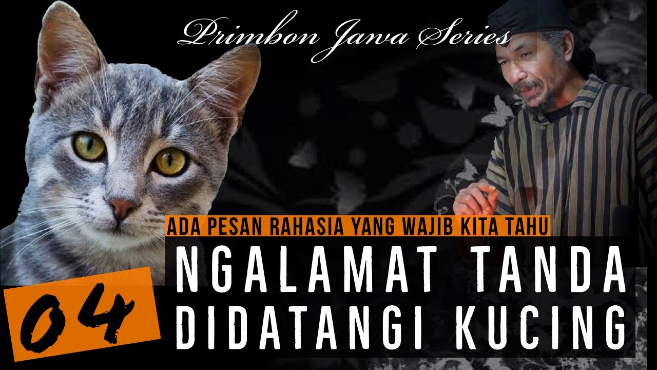 Detail Rumah Sering Didatangi Kucing Nomer 15