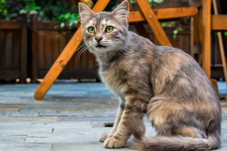 Detail Rumah Sering Didatangi Kucing Nomer 48