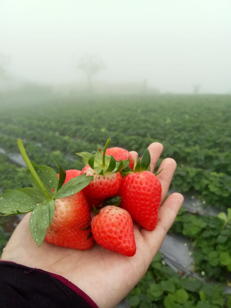 Detail Rumah Strawberry Lembang Nomer 37