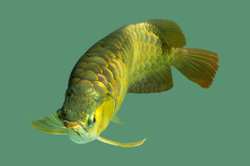 Download Wallpaper Ikan Arwana Nomer 51