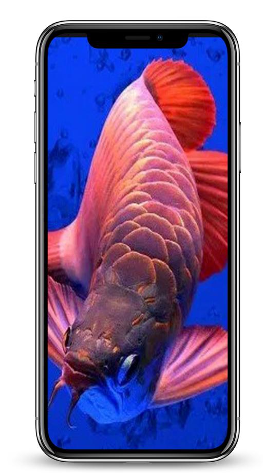 Detail Wallpaper Ikan Arwana Bergerak Nomer 21