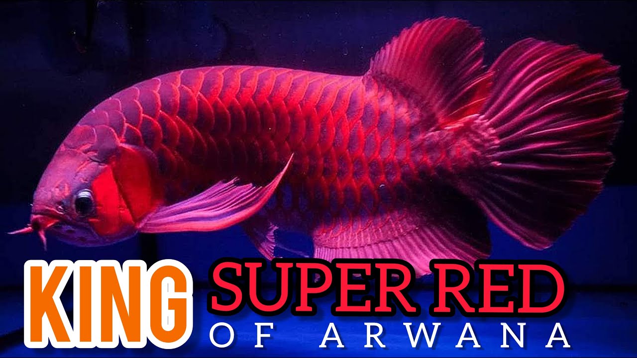 Detail Wallpaper Ikan Arwana Super Red Nomer 44