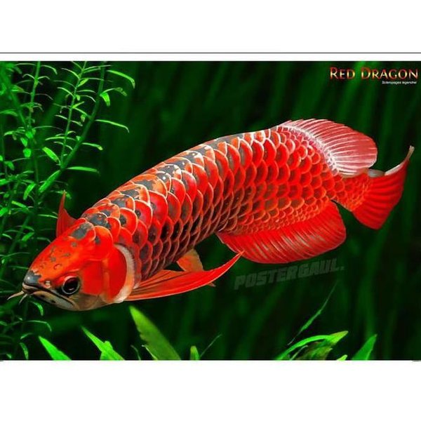 Detail Wallpaper Ikan Arwana Super Red Nomer 47