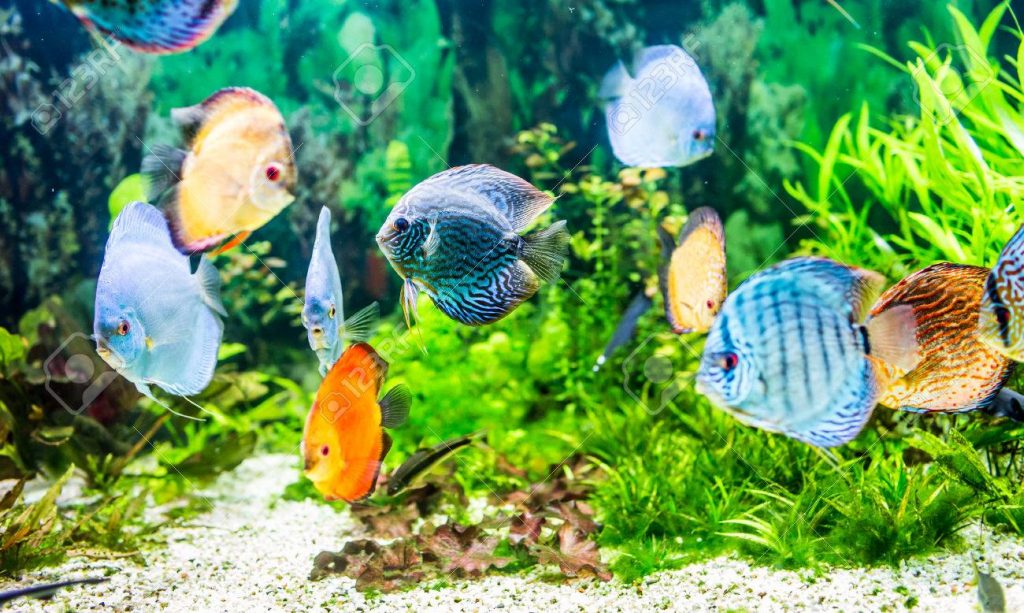 Detail Wallpaper Ikan Bergerak Dalam Aquarium Nomer 23