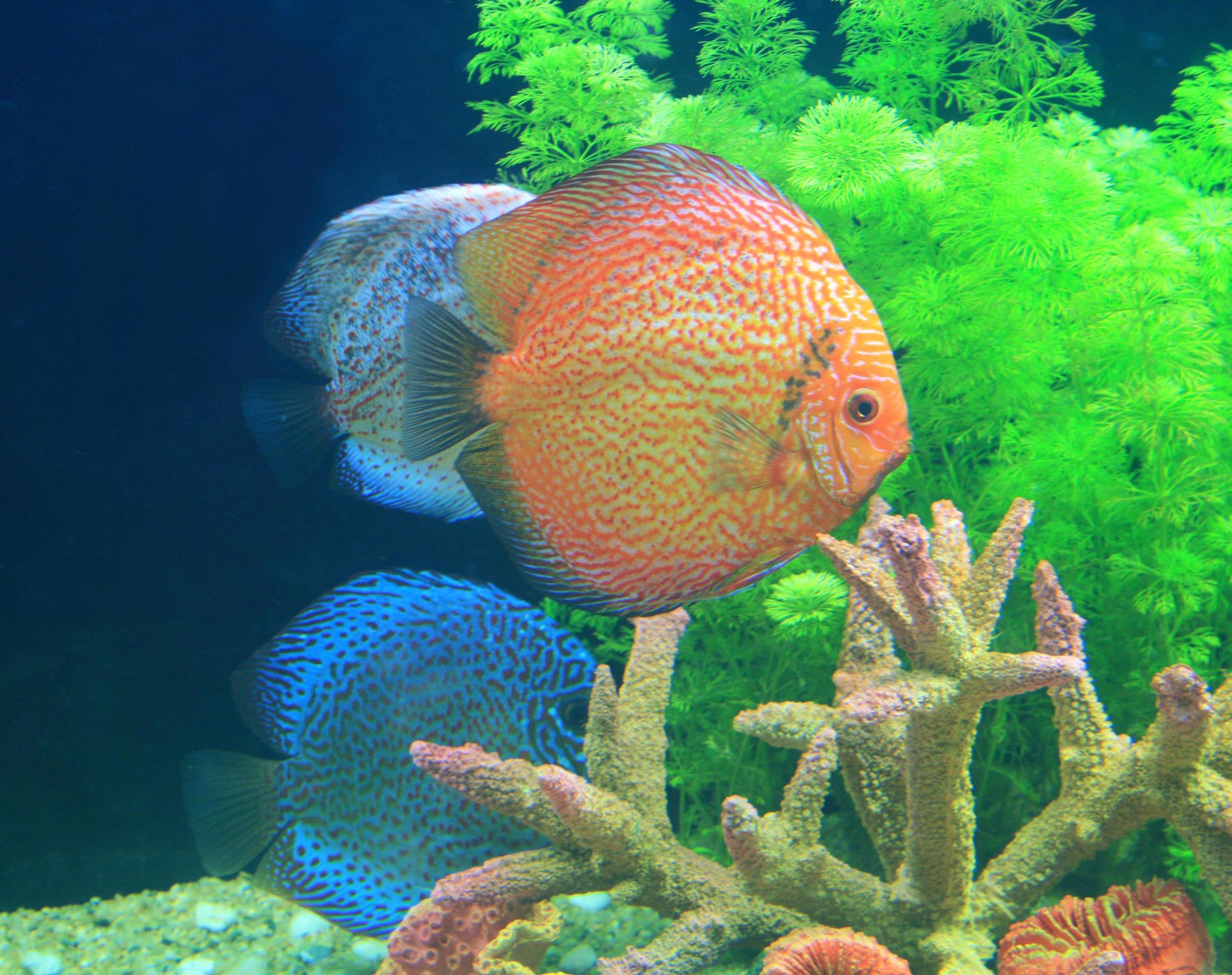 Detail Wallpaper Ikan Discus Nomer 27