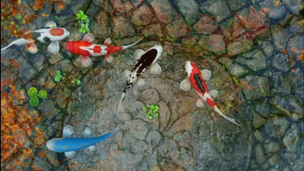 Detail Wallpaper Ikan Koi Hidup Nomer 29
