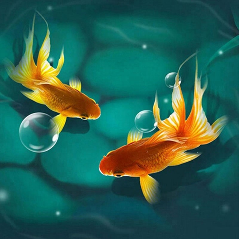 Detail Wallpaper Ikan Koki Nomer 57