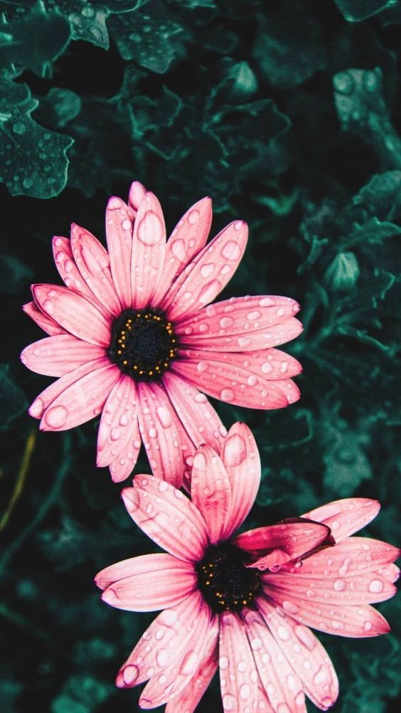Detail Wallpaper Iphone Bunga Nomer 10