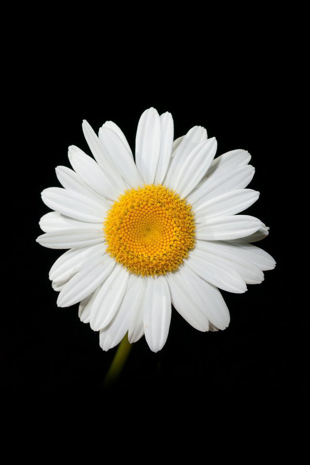 Detail Wallpaper Iphone Bunga Daisy Nomer 18