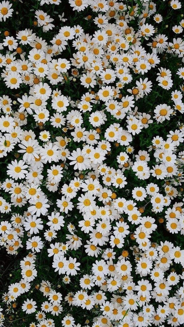 Detail Wallpaper Iphone Bunga Daisy Nomer 21