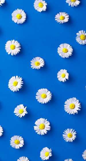 Detail Wallpaper Iphone Bunga Daisy Nomer 25