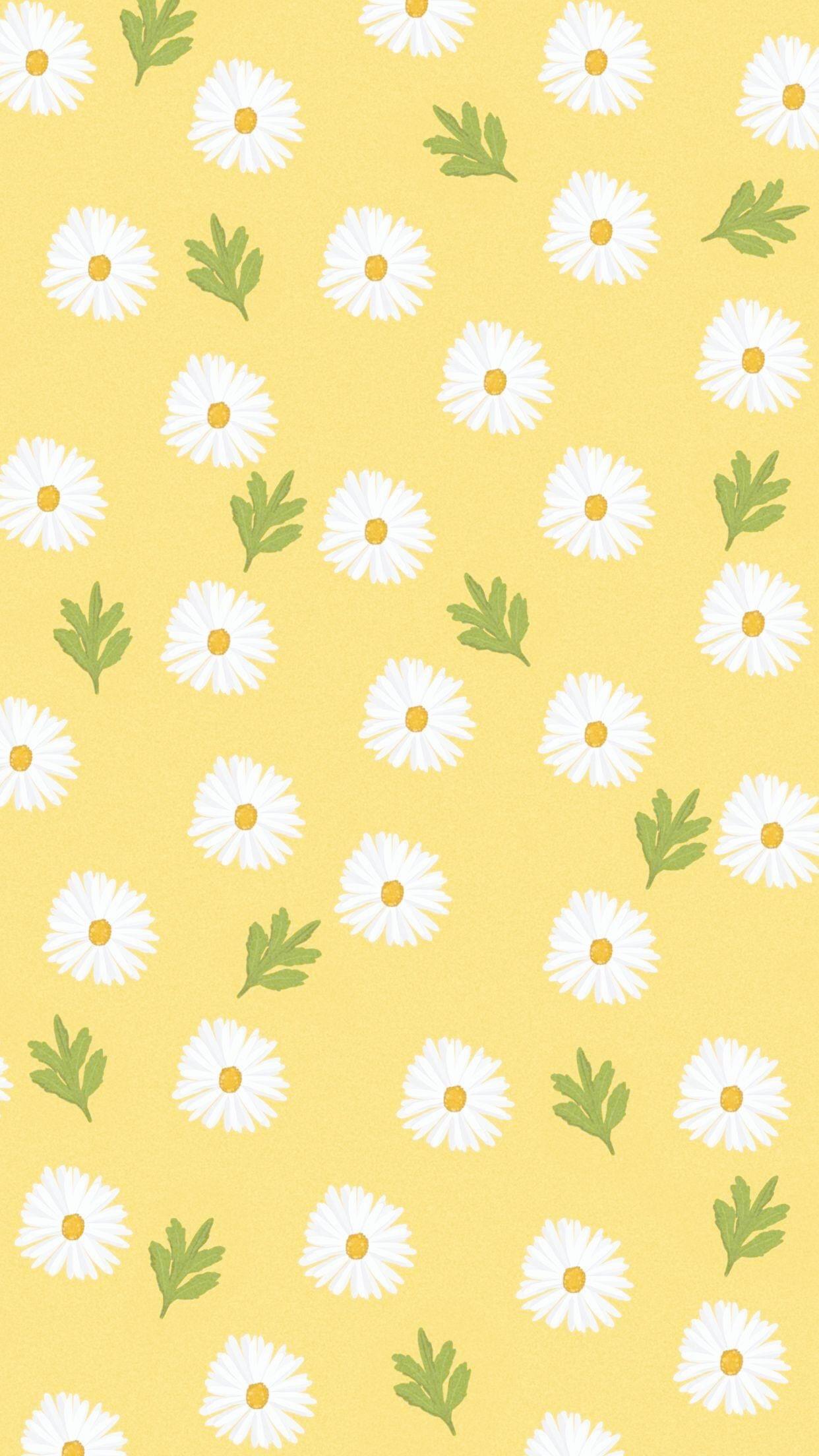 Detail Wallpaper Iphone Bunga Daisy Nomer 26