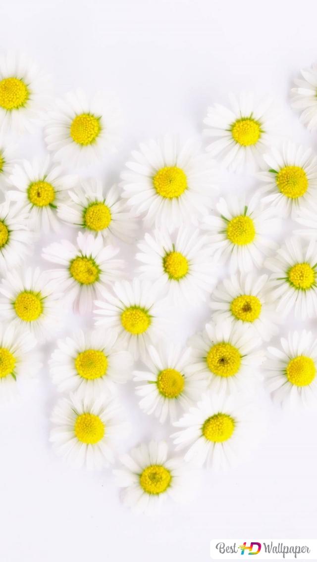 Detail Wallpaper Iphone Bunga Daisy Nomer 30