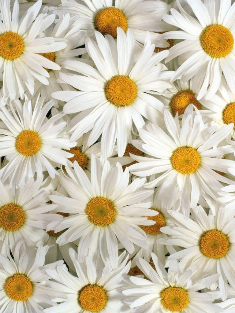 Detail Wallpaper Iphone Bunga Daisy Nomer 47