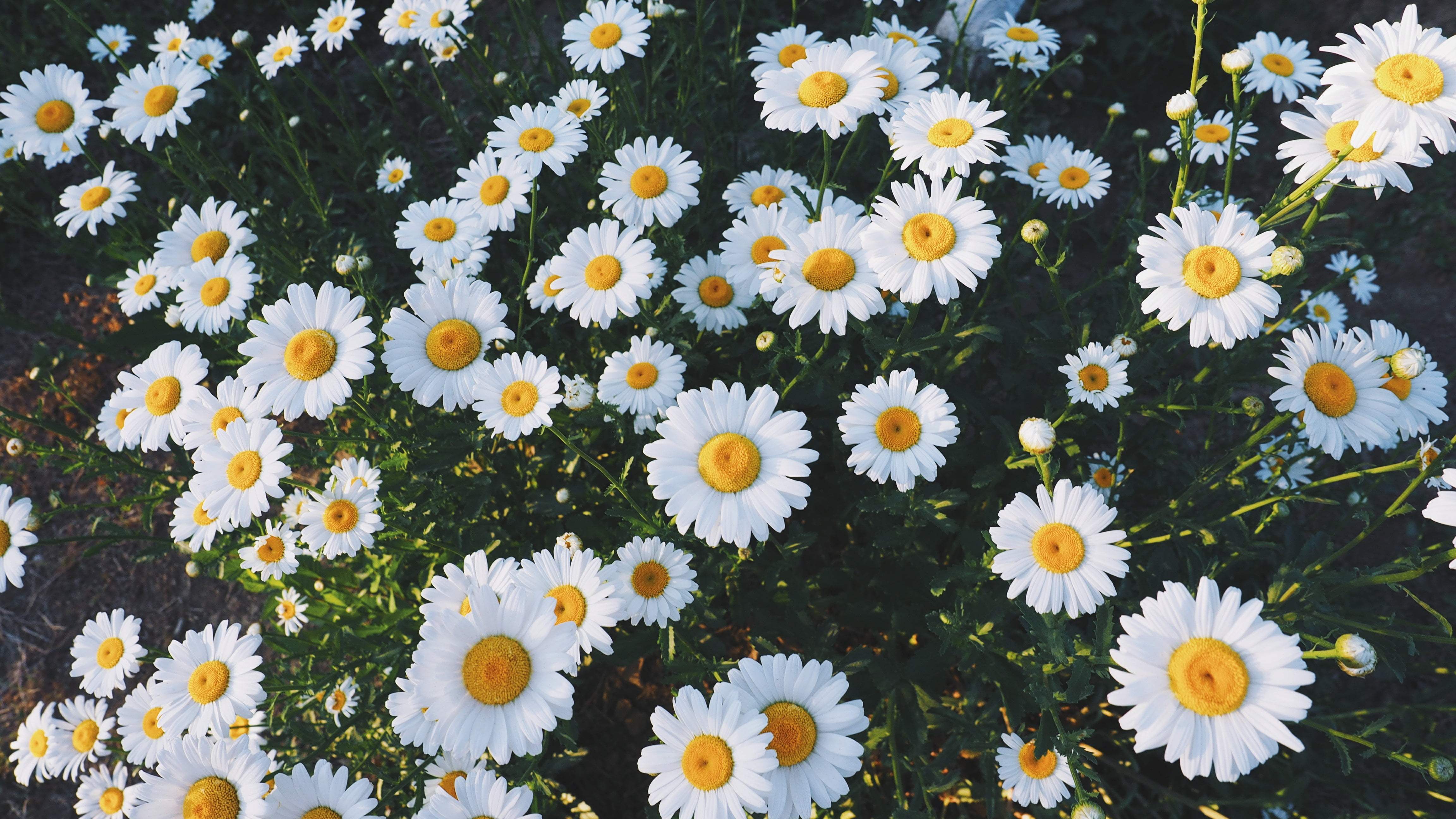 Detail Wallpaper Iphone Bunga Daisy Nomer 48