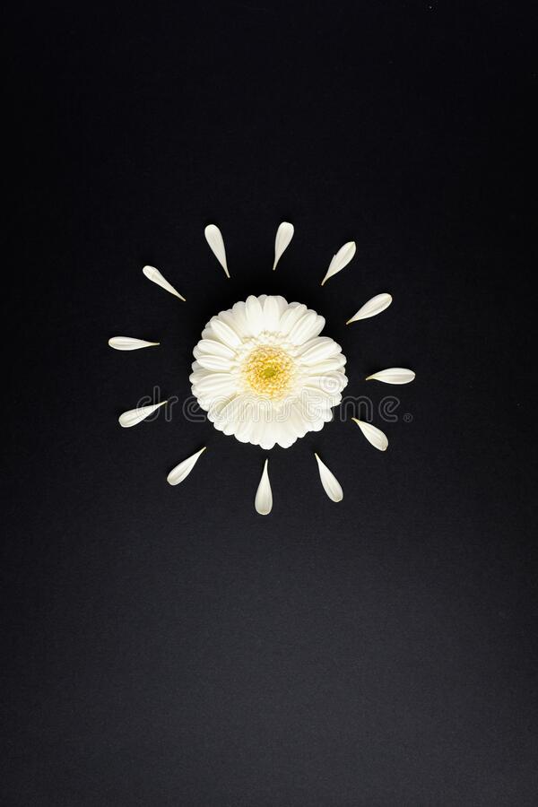 Detail Wallpaper Iphone Bunga Daisy Nomer 56