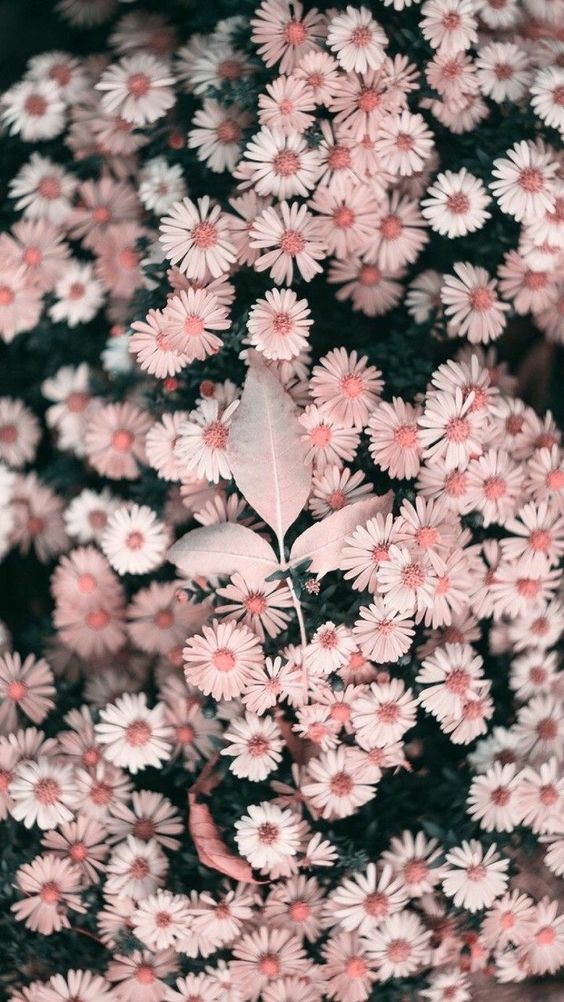 Detail Wallpaper Iphone Flower Nomer 14